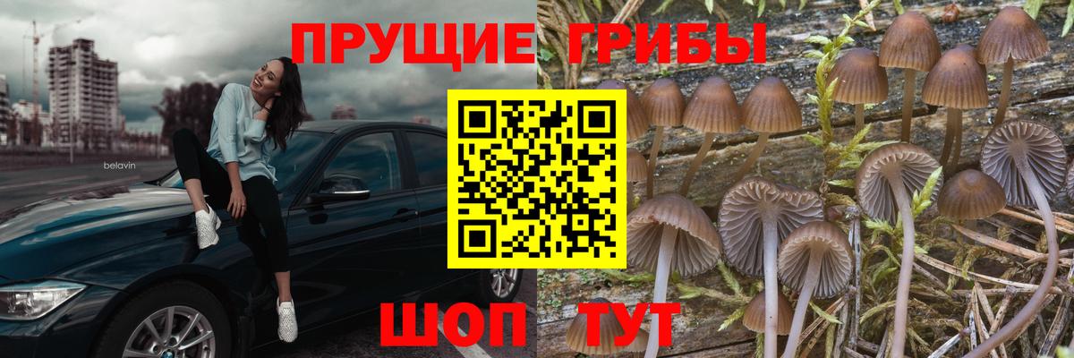 Псилоцибиновые грибы GOLDEN TEACHER Мичуринск